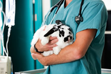 Rabbit at vets