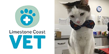 limestone coast cat logo